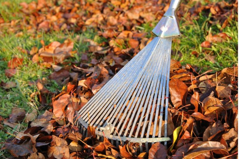 raking autumn leaves for winter ready garden