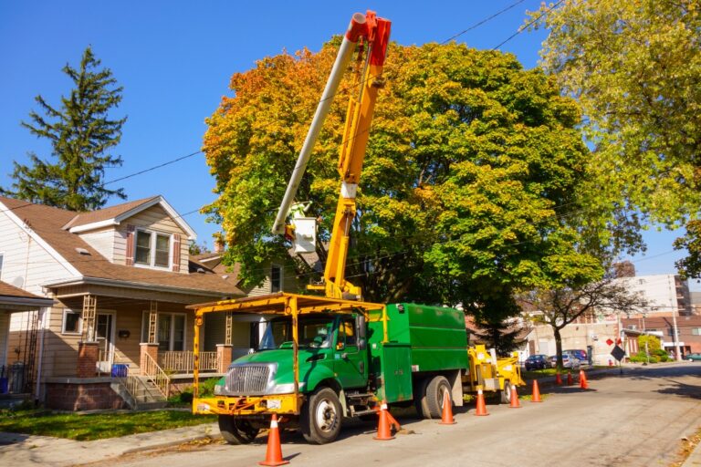 Star PM - Tree Removal