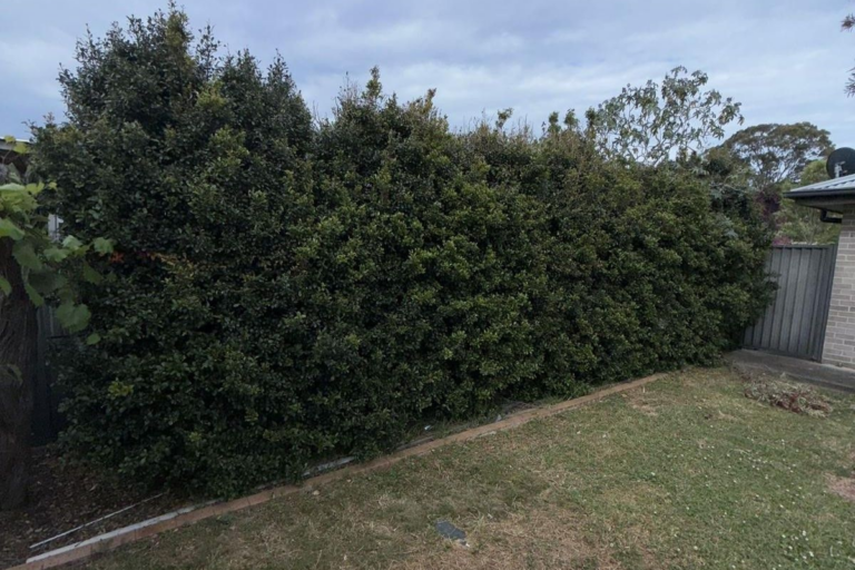 property maintenance - star - hedging for summer
